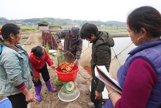 Làng cá chép đỏ hối hả thu hoạch trước Tết Công Táo